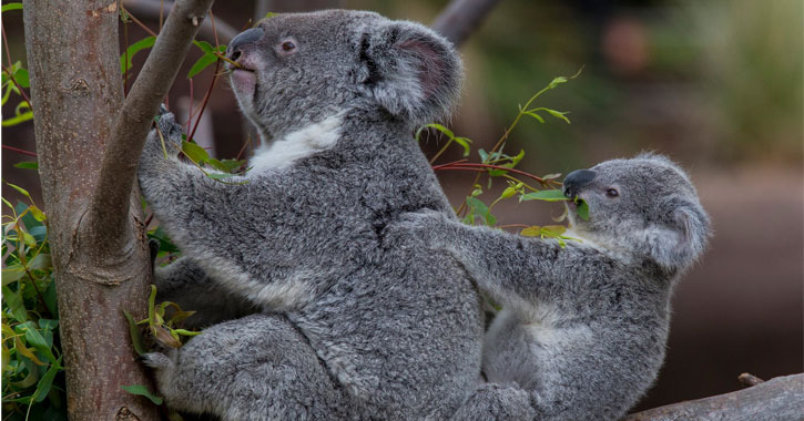 Koalas at San Diego zoo