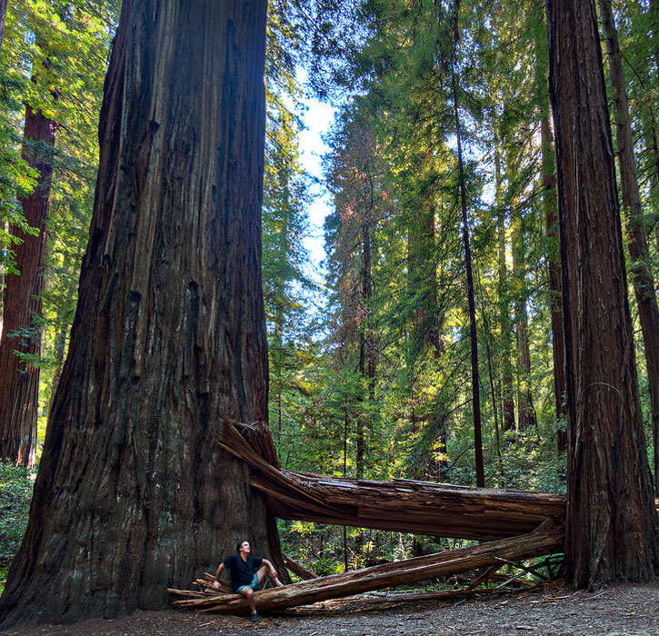 California giant redwoods