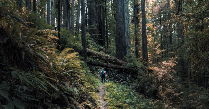 Redwood National Park vs Sequoia