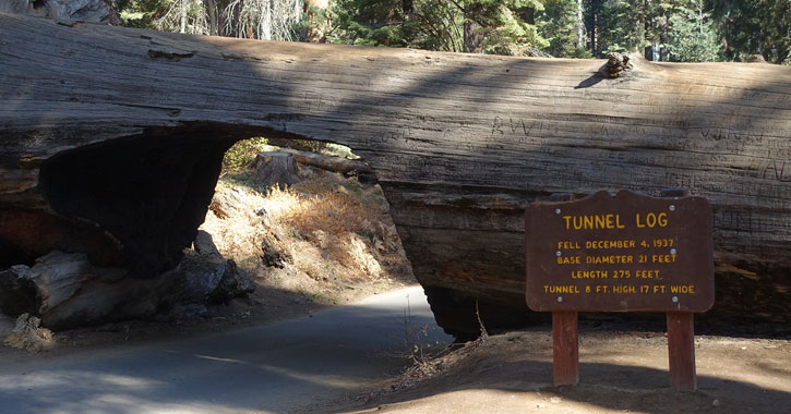 fallen Sequoia tree log