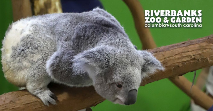 which US zoos allow photos with koalas