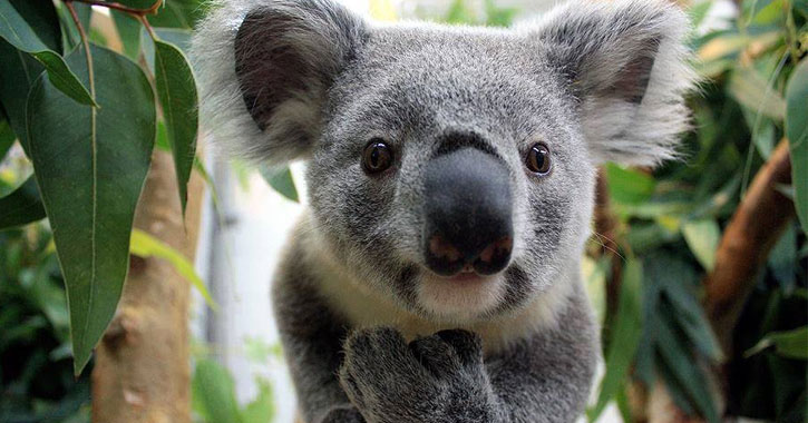 Koalas in US 