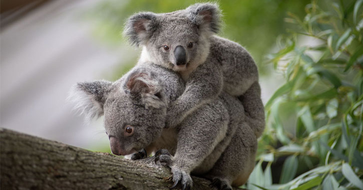 Zoos in US with koalas