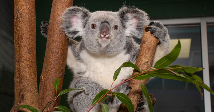 what zoos have koalas