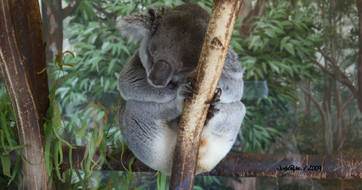 what zoos have Koalas 