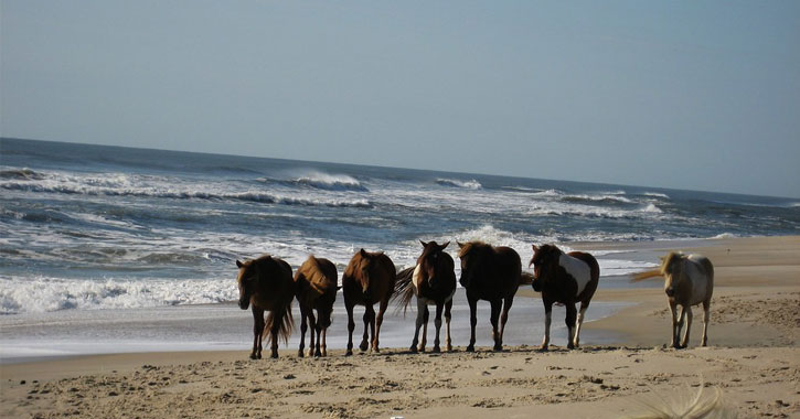 Assateague State Park in Berlin, Maryland