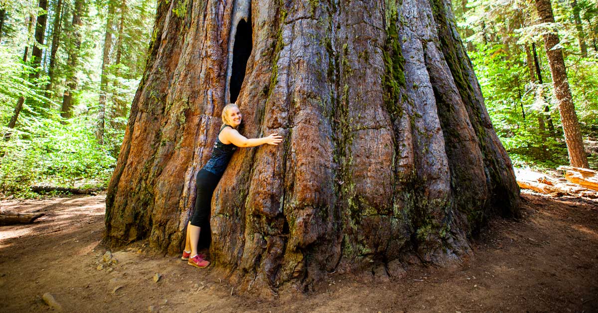 are dogs allowed in the redwood forest