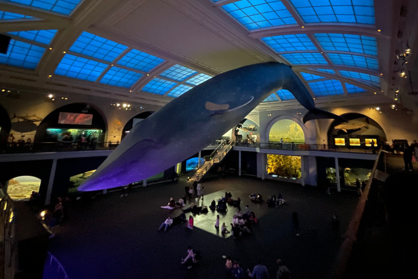 Blue Whale Model, American Museum of Natural History, New York City, New York