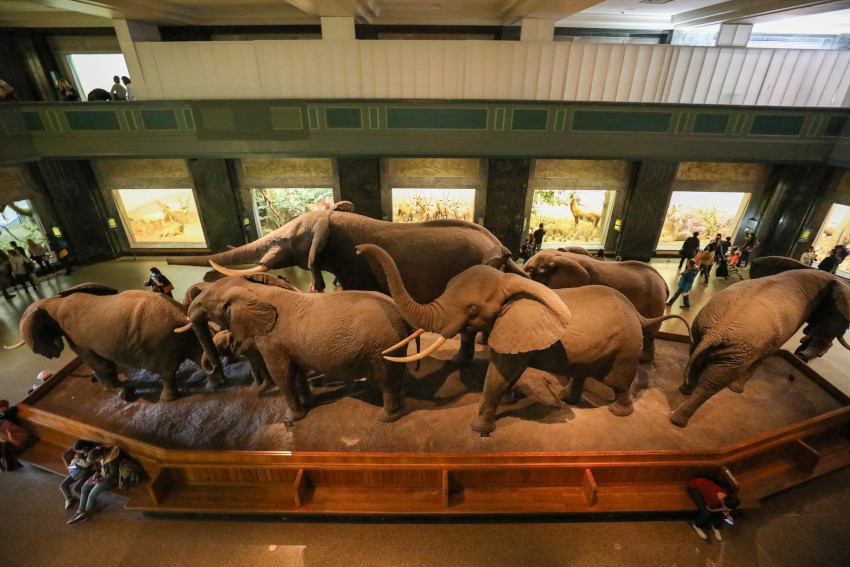 Elephant Platform, American Museum of Natural History, New York City, New York