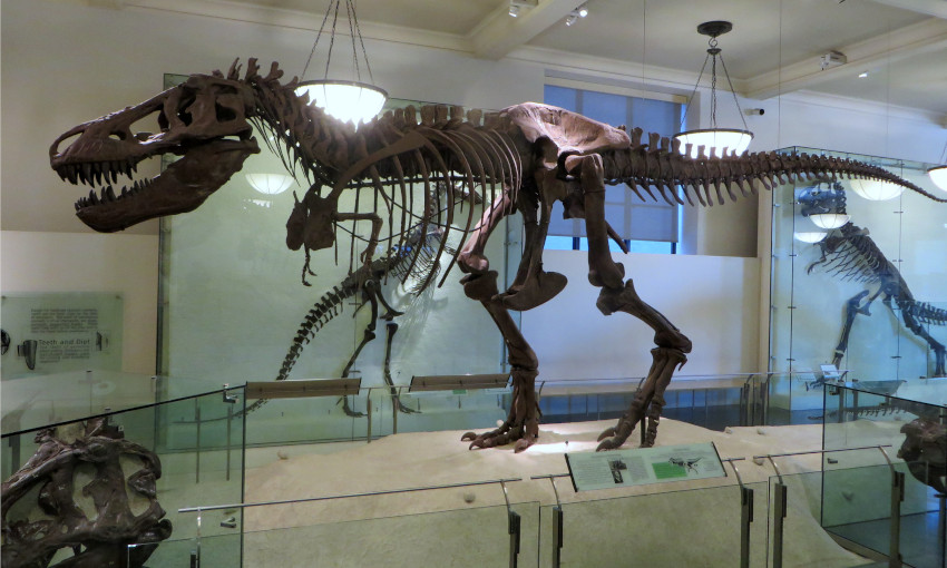Tyrannosaurus rex, American Museum of Natural History, New York City, New York