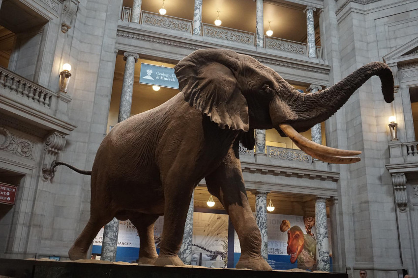 Henry the African Bush Elephant, Smithsonian National Museum of Natural History, Washington, DC