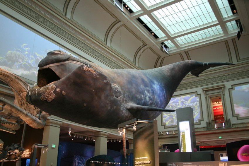 Phoenix the North Atlantic Right Whale, Smithsonian National Museum of Natural History, Washington, DC