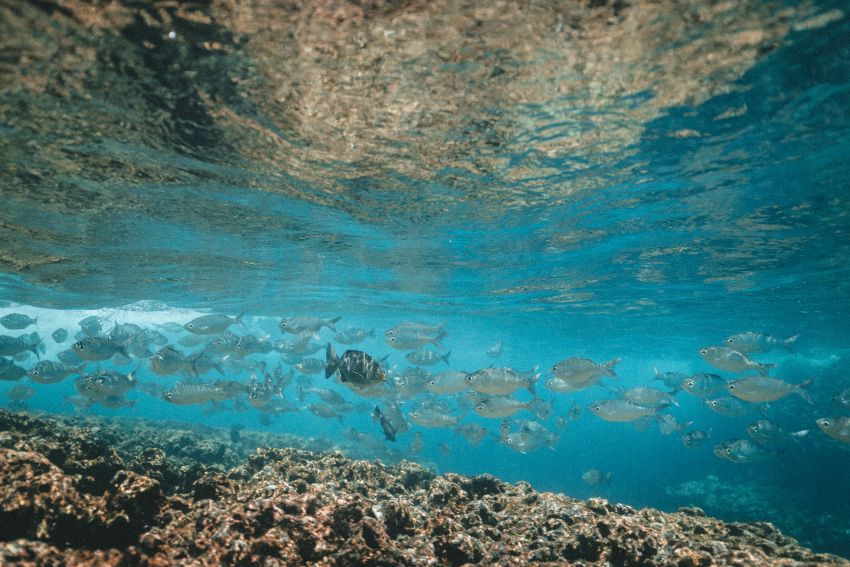 Best Snorkeling in Hawaii Maui 2022