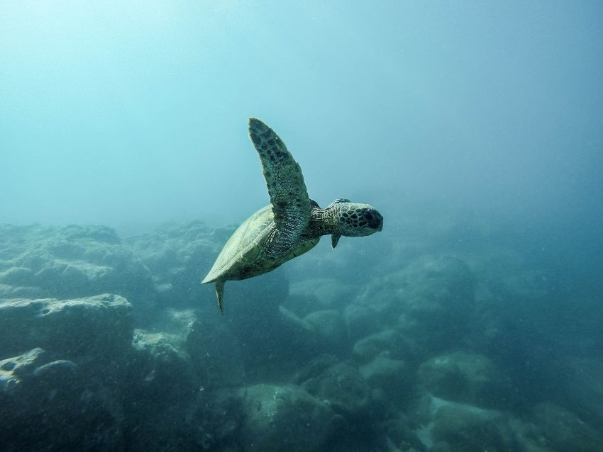 Best Snorkeling in Oahu Green Turtles