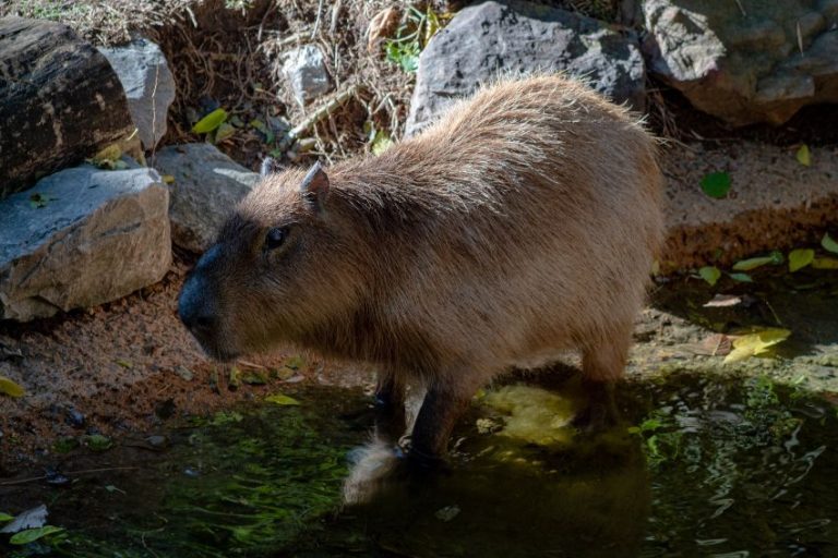 5 Zoos with Capybaras to See Them Up Close - Scenic States