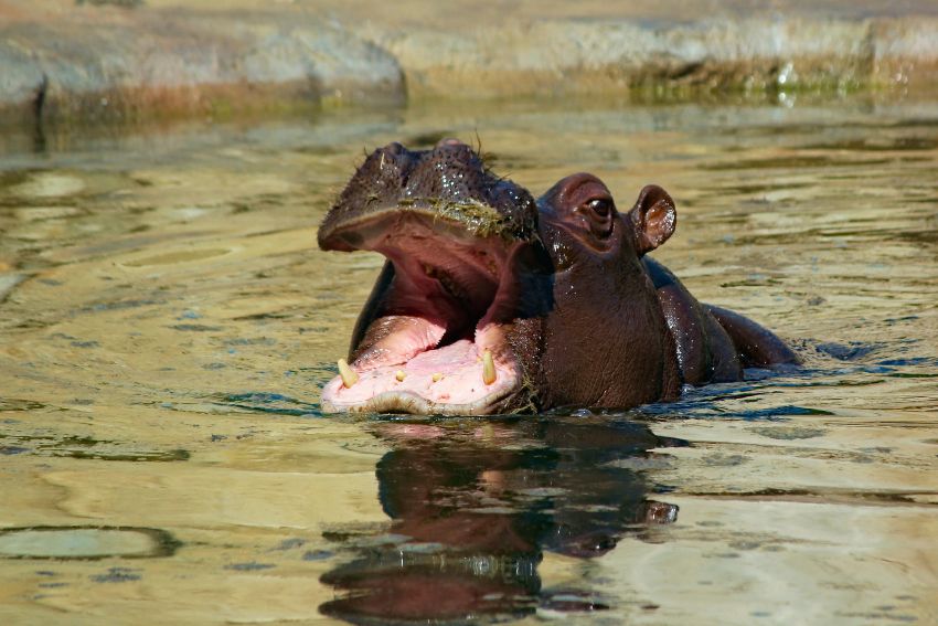 Hippo encounters US