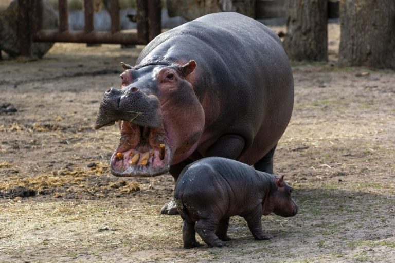 6 Zoos with Hippos in the US Worth Visiting Scenic States
