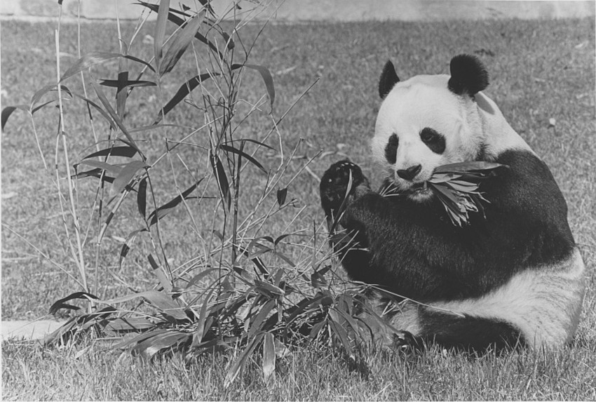 Hsing-Hsing Eating Bamboo at the National Zoo, Washington, DC, 1979