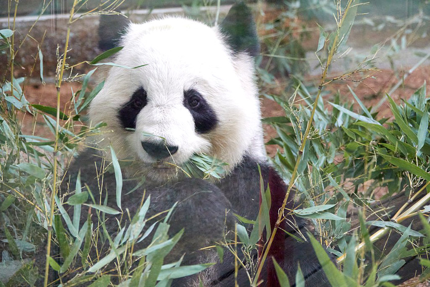 Lun Lun, Zoo Atlanta, Atlanta, Georgia