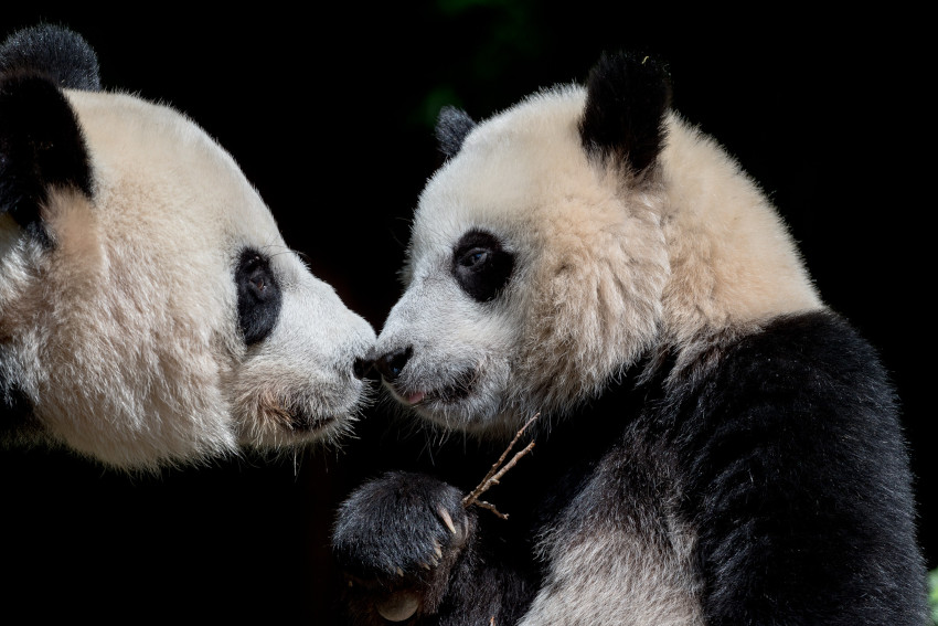 Mei Xiang and Xiao Qi Ji, Smithsonian National Zoo, Washington, DC