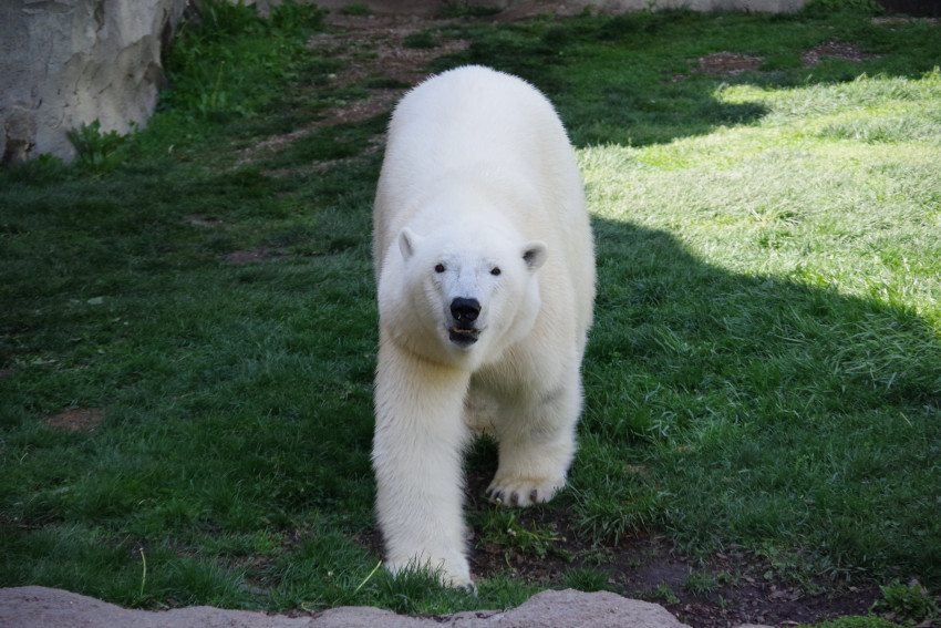 Polar Bear, Brookfield Zoo, Brookfield, Illinois