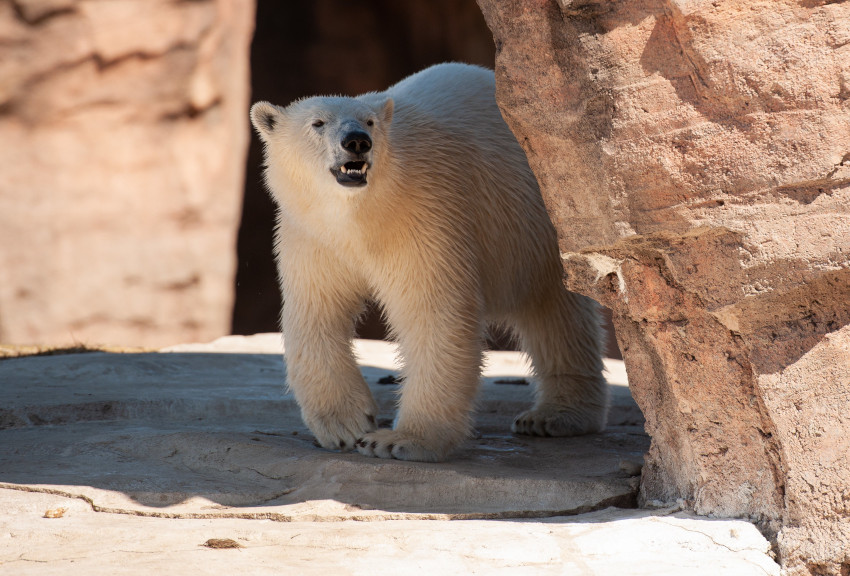 Polar Bear, Detroit Zoo, Michigan