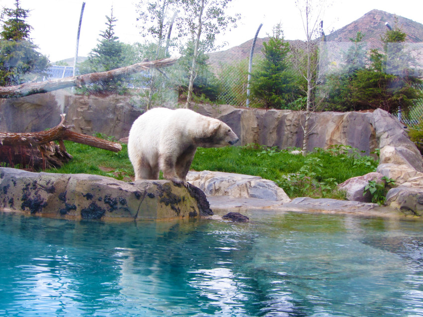 Polar Bear, Hogle Zoo, Salt Lake City, Utah