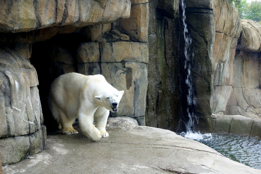 Polar Bear, Pittsburgh Zoo, Pittsburgh, Pennsylvania