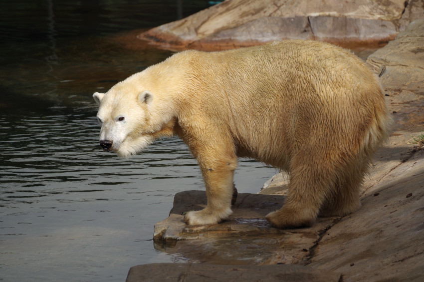 Polar Bear, San Diego Zoo, San Diego, California