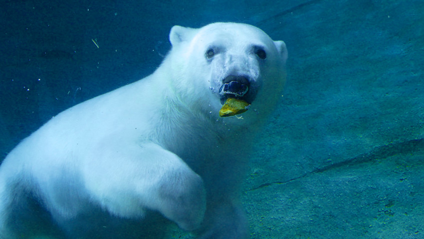 Polar Bear Swimming, Columbus Zoo, Powell, Ohio