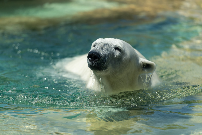 Polar Bear Swimming, Henry Vilas Zoo, Madison, Wisconsin