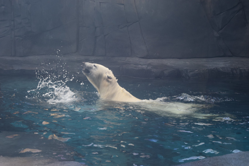 Polar Bear Swimming, Saint Louis Zoo, Missouri