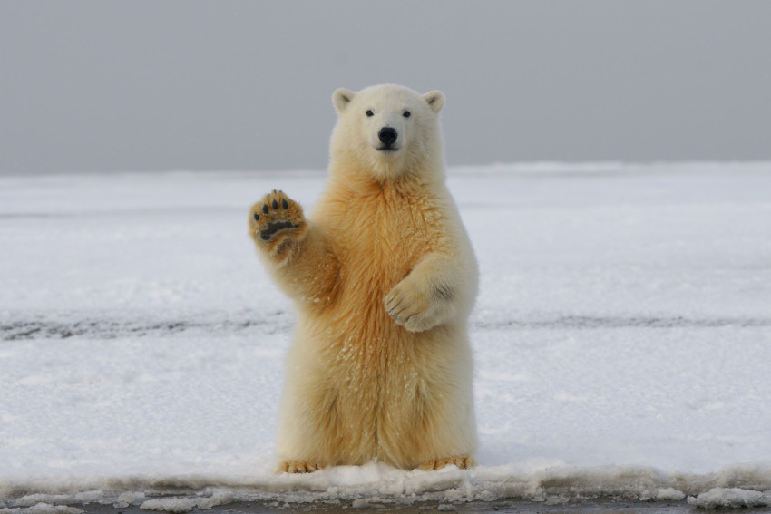 Best Zoos With Polar Bears