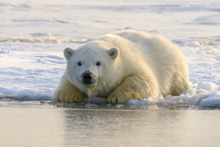 Few Polar Bears in US Zoos