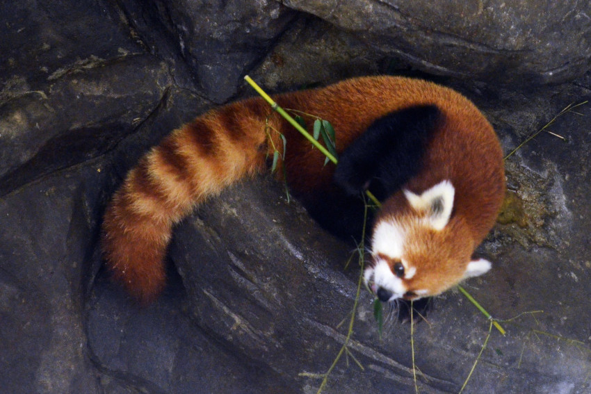 Red Panda Eating Bamboo, Chattanooga Zoo, Chattanooga, Tennessee