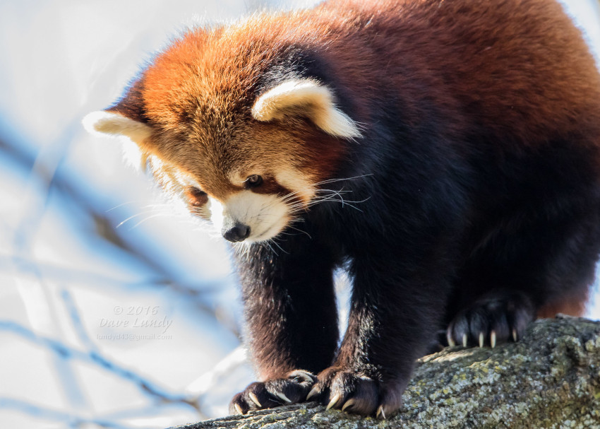 Red Panda, Cincinnati Zoo, Cincinnati, Ohio