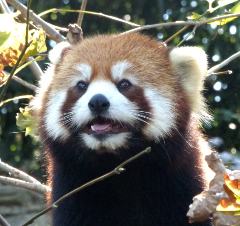 8 US Zoos With Red Pandas to Add to Your List - Scenic States