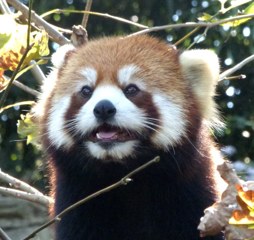 Red Panda, Columbus Zoo, Powell, Ohio