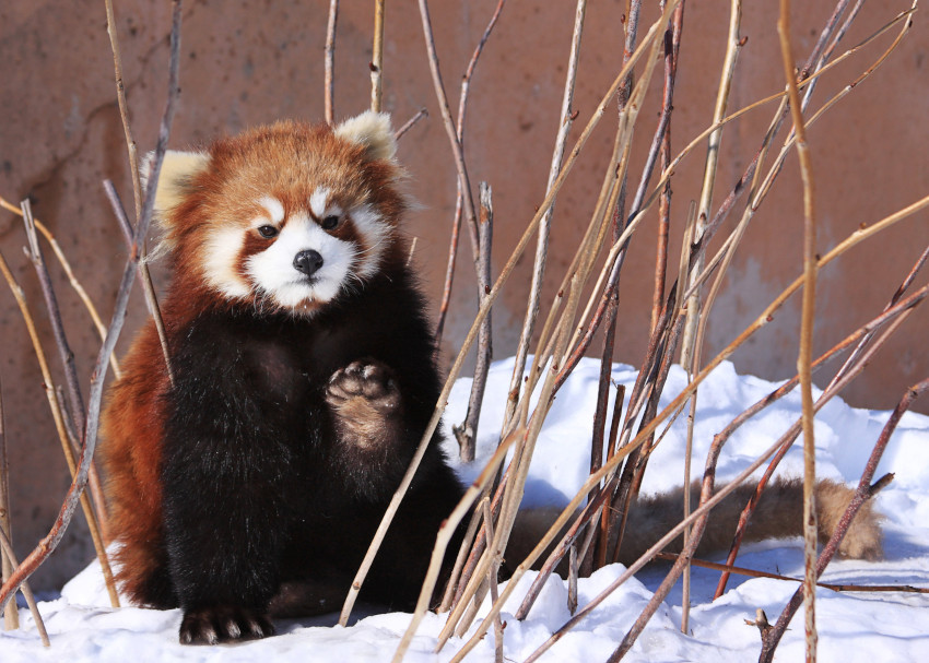 Red Panda, Red River Zoo, Fargo, North Dakota