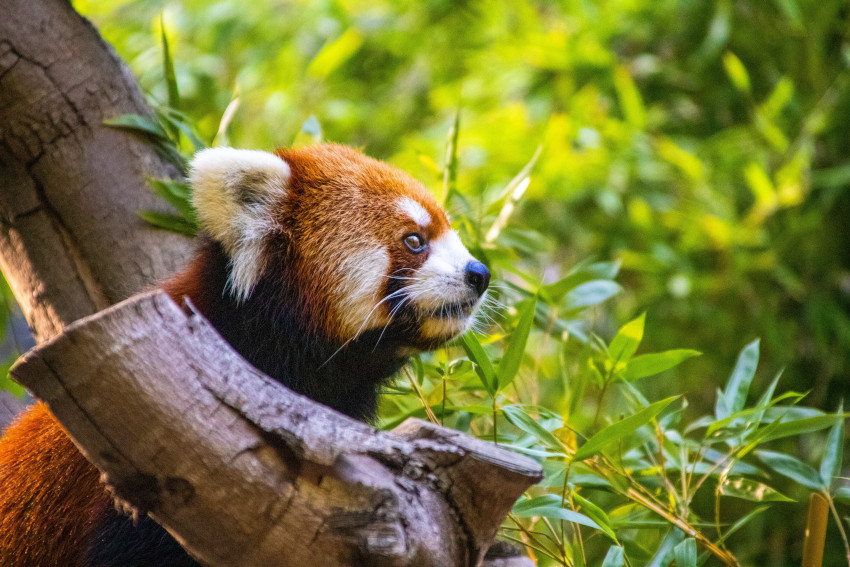 Red Panda, San Diego Zoo, San Diego, California