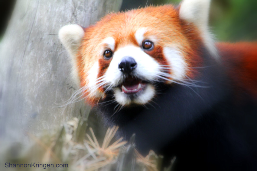 Red Panda, Woodland Park Zoo, Seattle, Washington