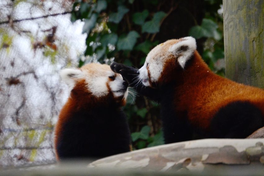 red panda tour