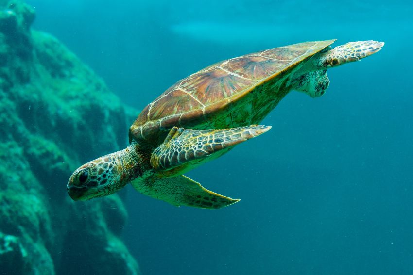 Sea Turtles Hawaii