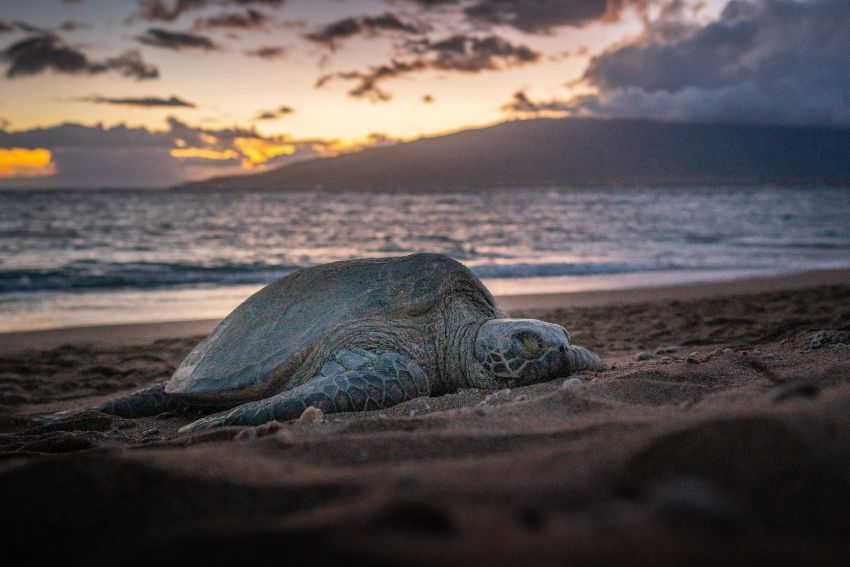 Sleepy Turtle in Hawaii