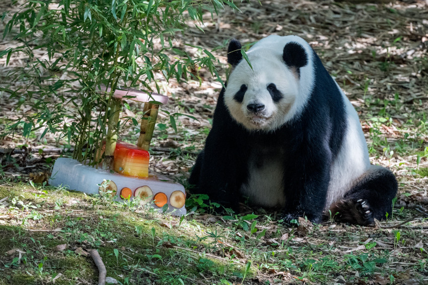 Tian Tian, Smithsonian National Zoo, Washington, DC