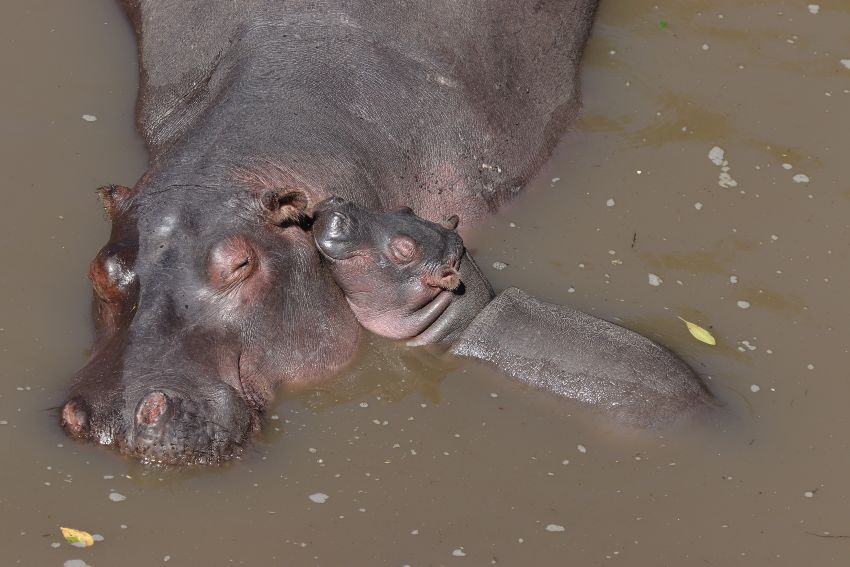 Where to see the hippos zoos US