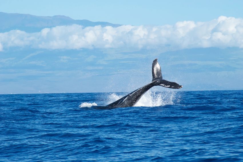White tale Whale in Maui