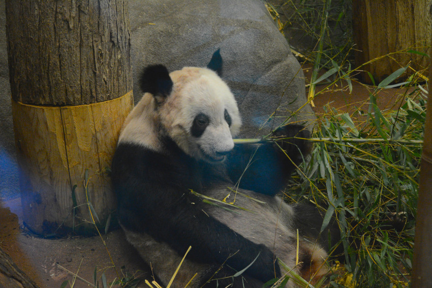 Ya Ya, Memphis Zoo, Memphis, Tennessee