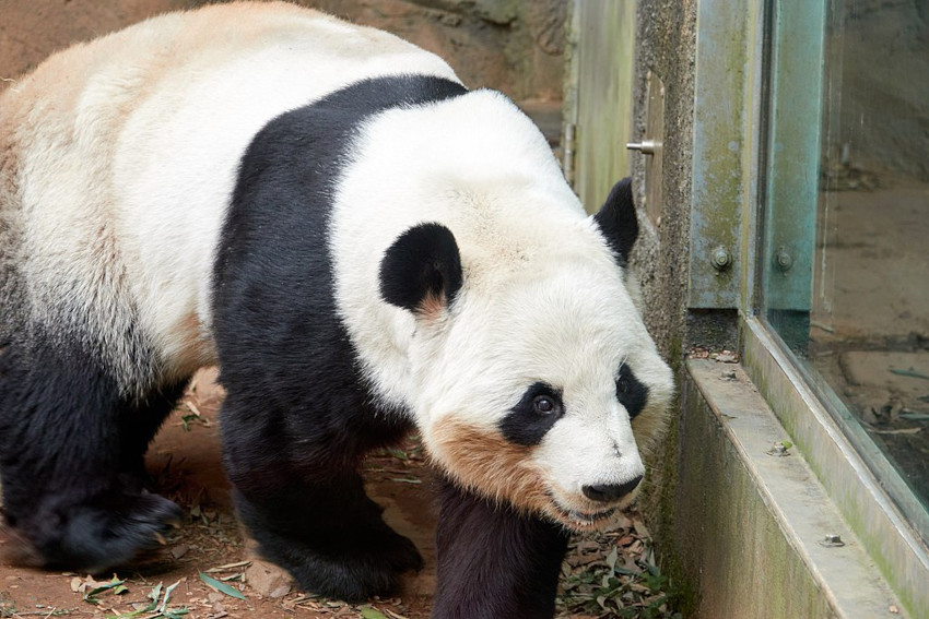 Yang Yang, Zoo Atlanta, Atlanta, Georgia