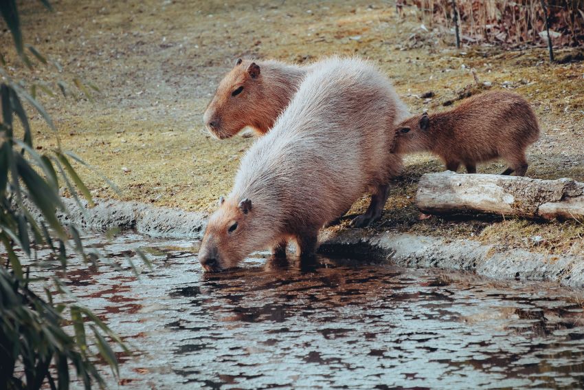 Zoos with capybaras